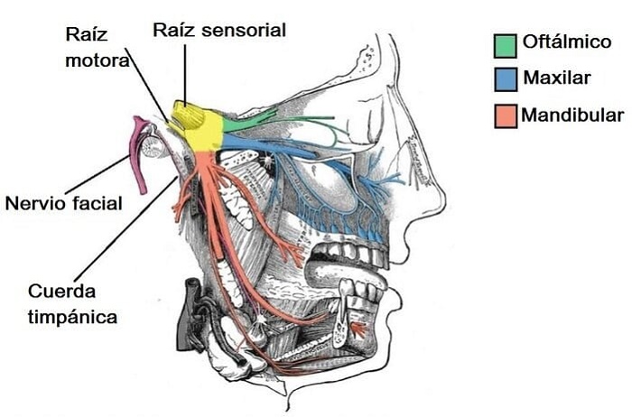 Nervio-mandibular 3 Nervio craneal v3 origen y rama - BFEstéticaDental